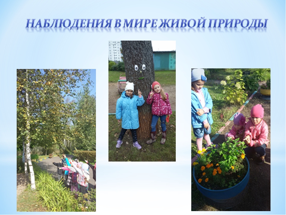 Проект "Экологическое воспитание старших дошкольников"