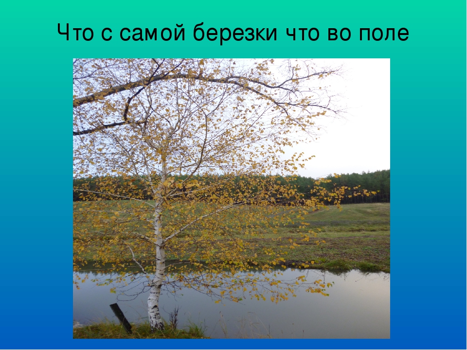 Презентация "Воспитание любви к родной природе, как одно из средств патриотического воспитания"