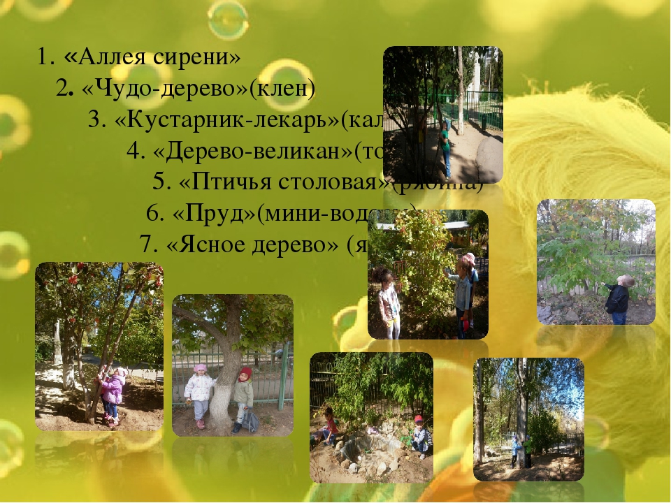 Экологическая тропинка как средство развития познавательных способностей дошкольников