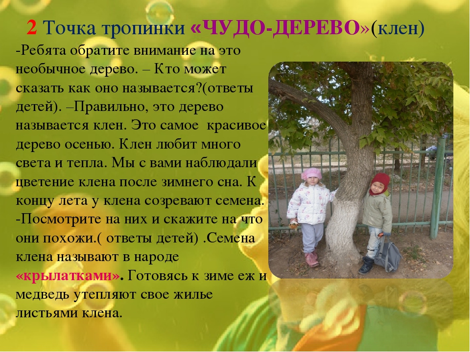 Экологическая тропинка как средство развития познавательных способностей дошкольников