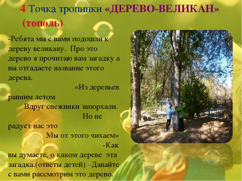 Экологическая тропинка как средство развития познавательных способностей дошкольников