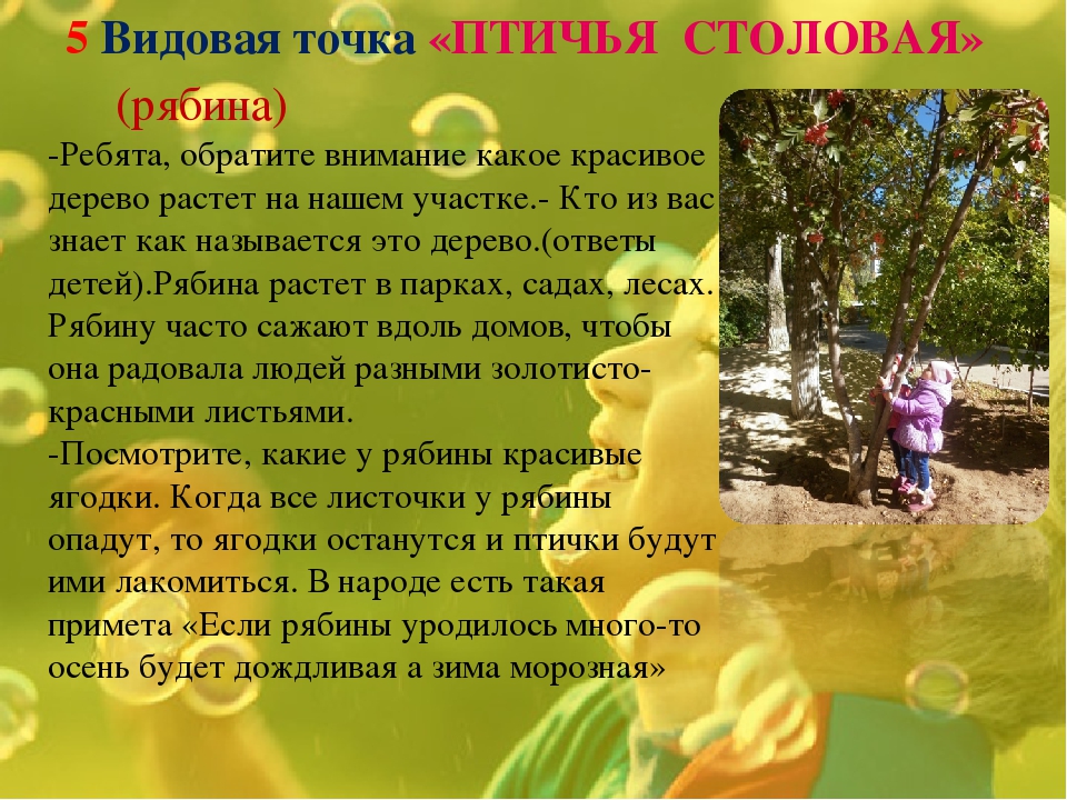 Экологическая тропинка как средство развития познавательных способностей дошкольников
