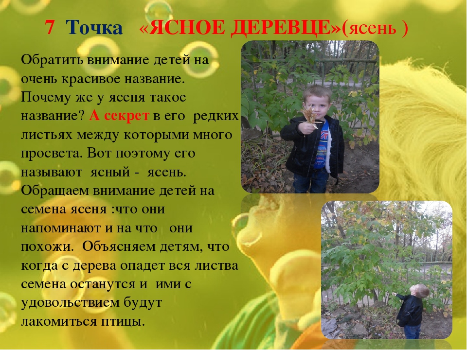 Экологическая тропинка как средство развития познавательных способностей дошкольников