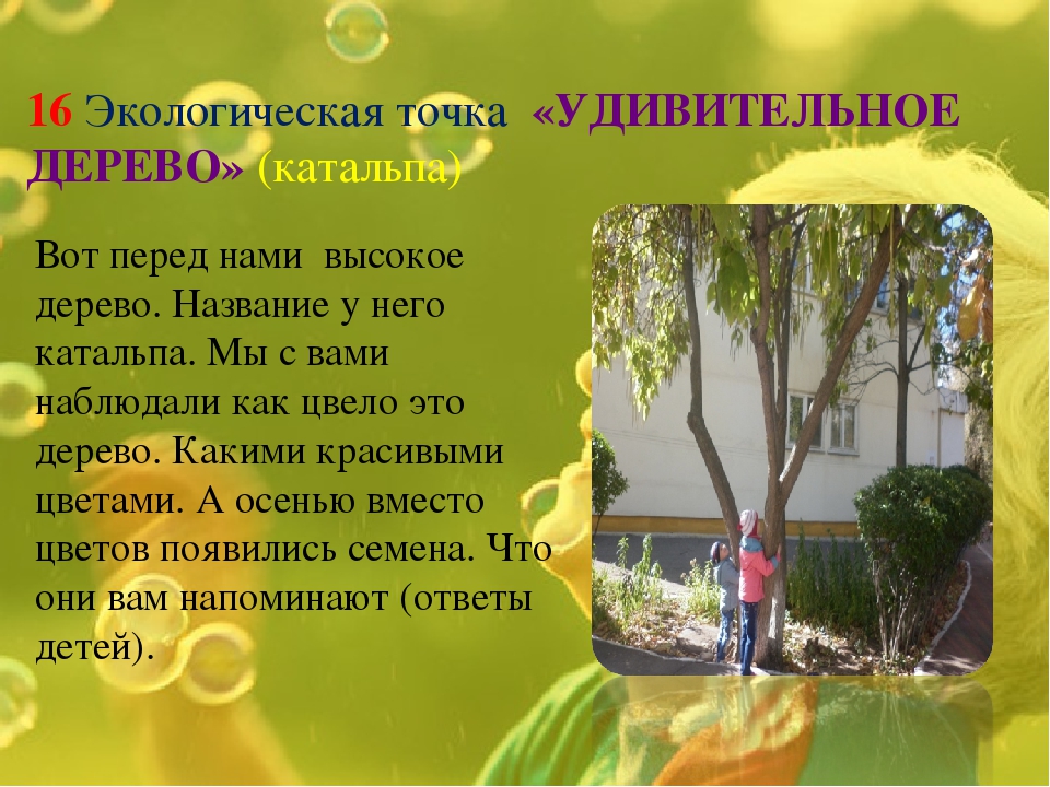 Экологическая тропинка как средство развития познавательных способностей дошкольников