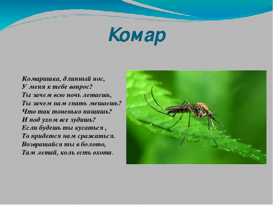 Презентация для второй младшей группы " Наши шестиногие друзья"