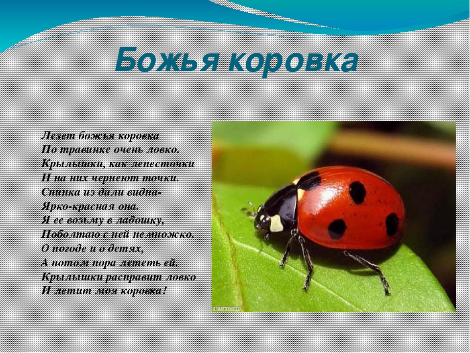 Презентация для второй младшей группы " Наши шестиногие друзья"