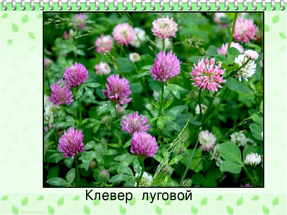 Лекарственные растения Коми края