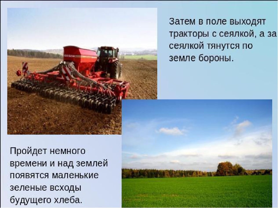 "Хлеб - всему голова"
