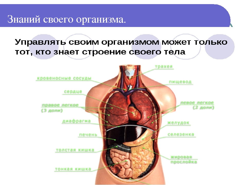 Презентация по спорту " Лыжи".