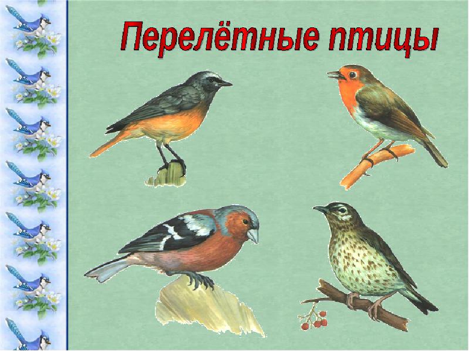 Презентация по экологии" Перелетные птицы".