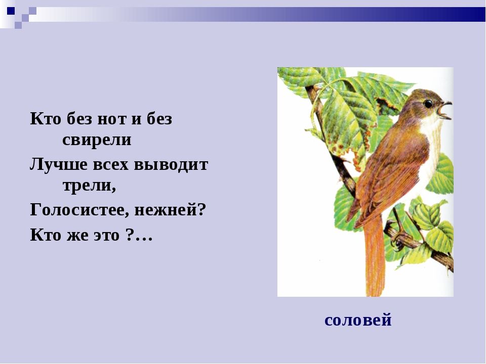 Презентация по экологии" Перелетные птицы".