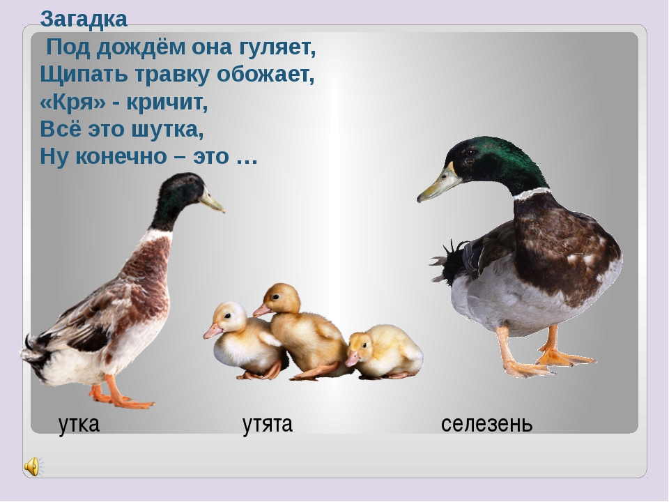 Презентация по экологии" Перелетные птицы".