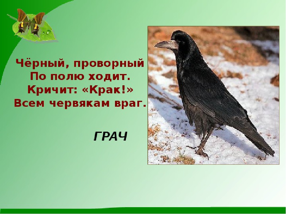 Презентация по экологии" Перелетные птицы".