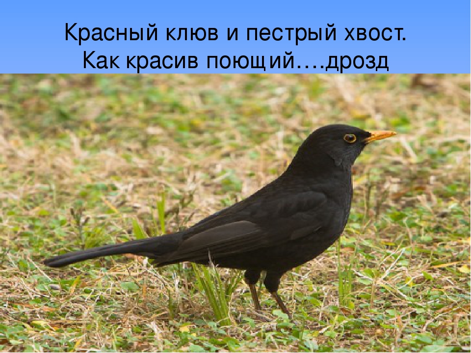 Презентация по экологии" Перелетные птицы".