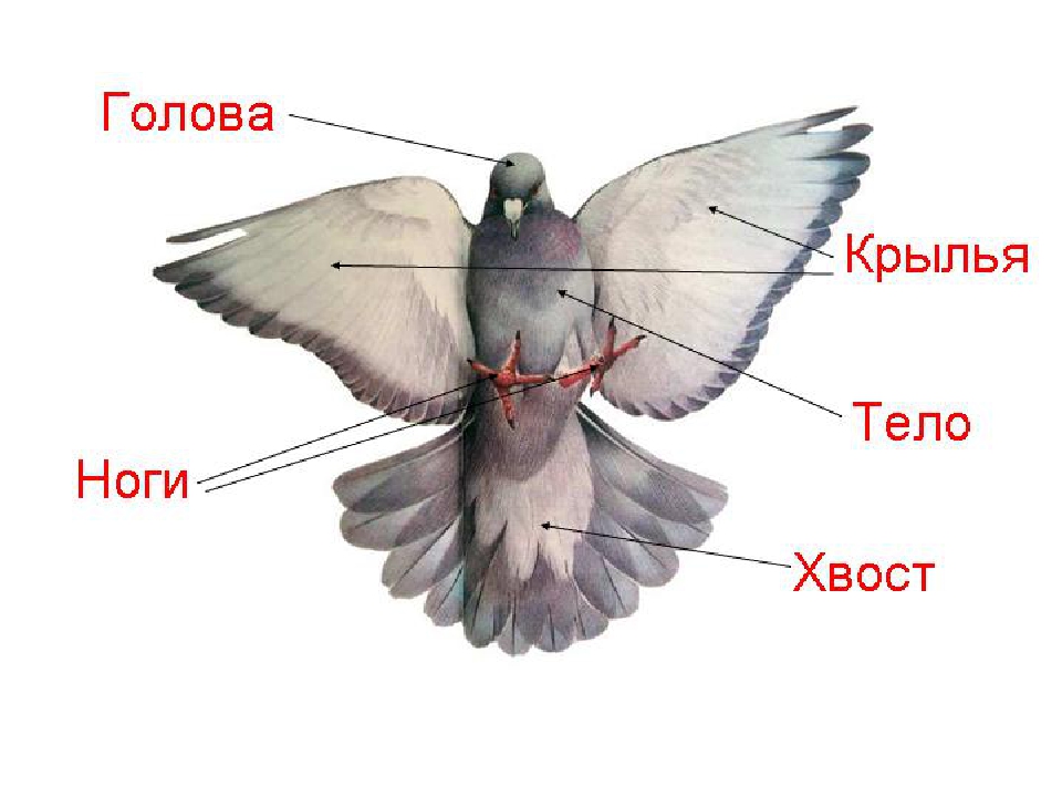 Презентация по экологии" Перелетные птицы".