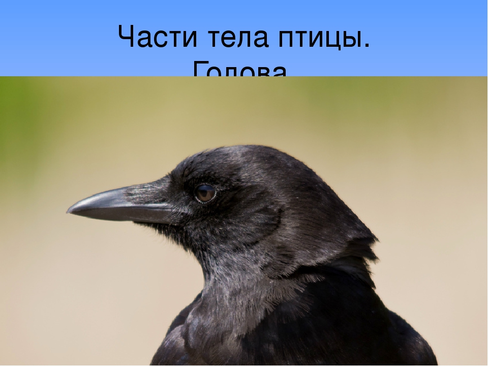 Презентация по экологии" Перелетные птицы".