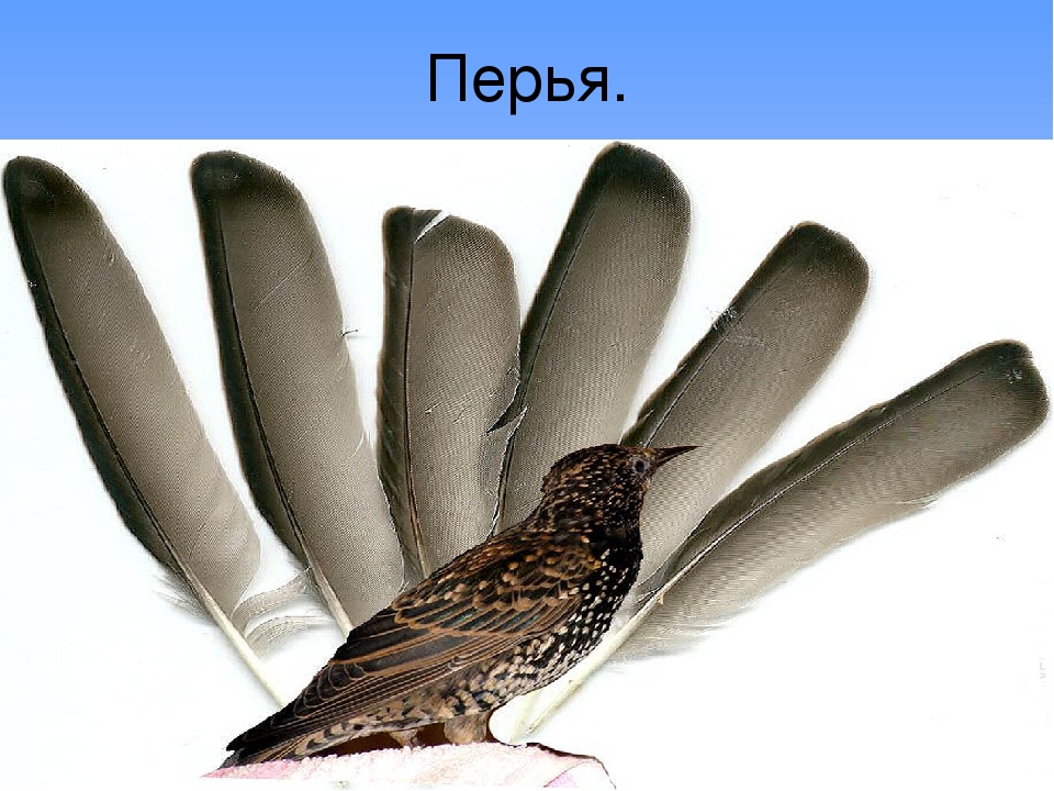 Презентация по экологии" Перелетные птицы".