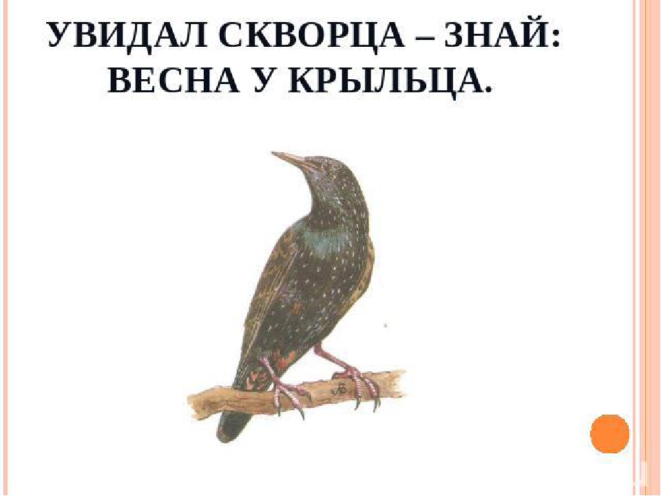 Презентация по экологии" Перелетные птицы".