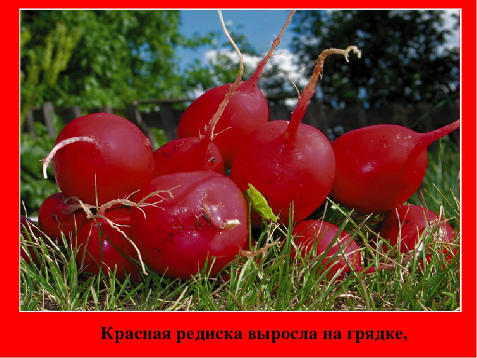 Презентация " Цвета Радуги"