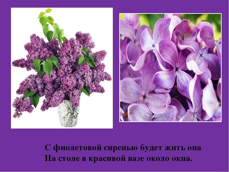 Презентация " Цвета Радуги"