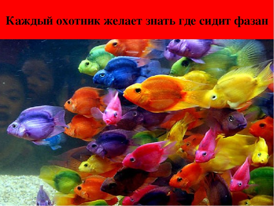 Презентация " Цвета Радуги"