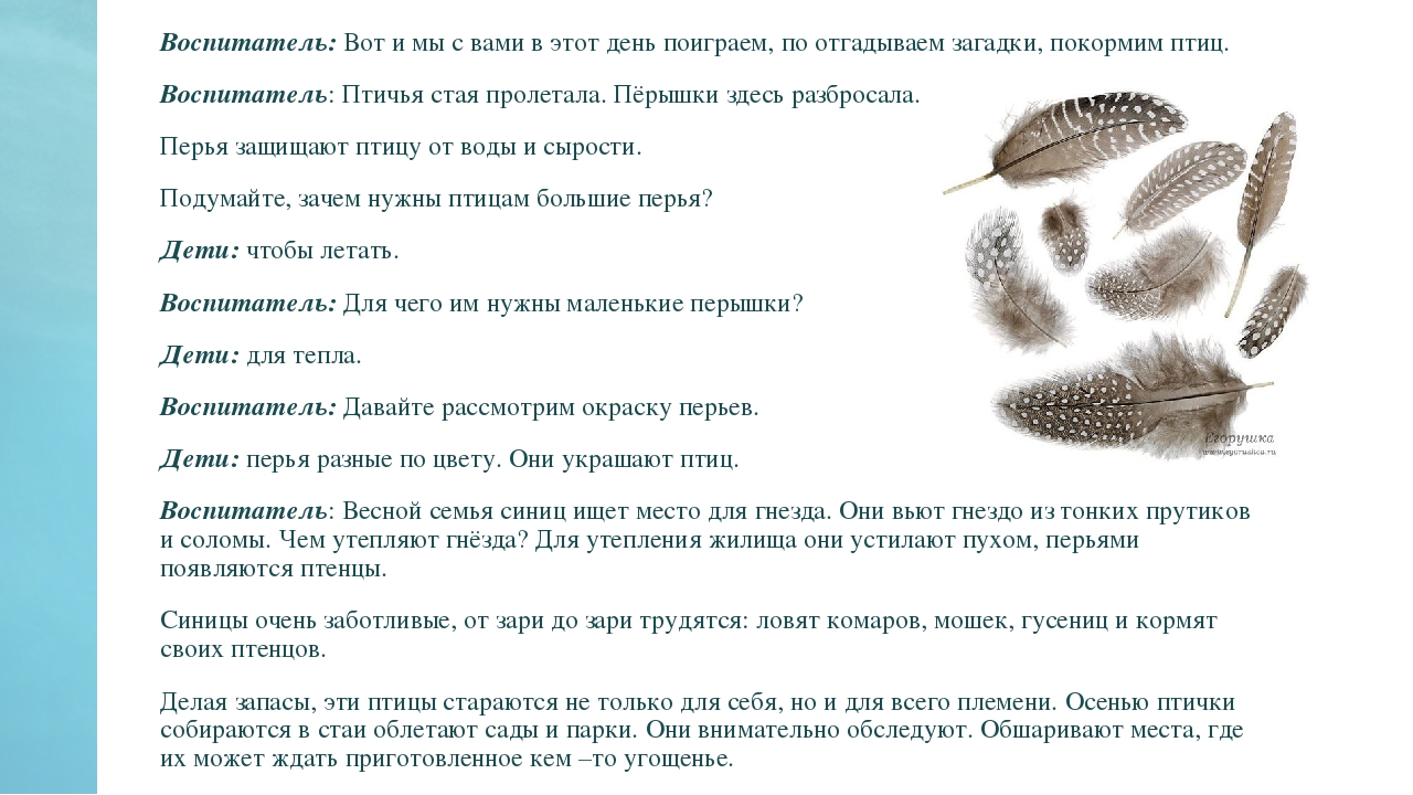 Презентация по окружающему миру на тему "Синичкин день" в средней группе