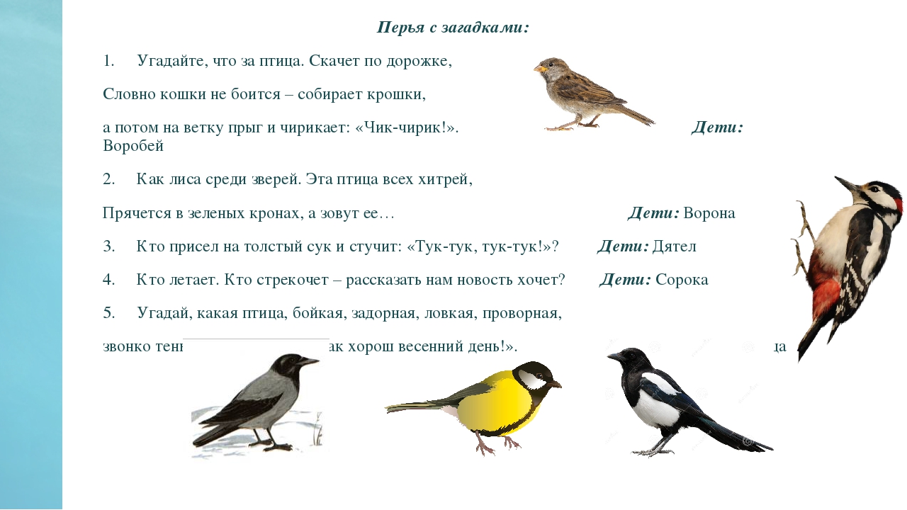 40 угадай. Какие птицы чирикают. Стрекочет кто из птиц. Загадка о пере птицы для дошкольников. Птица которая стрекочет.