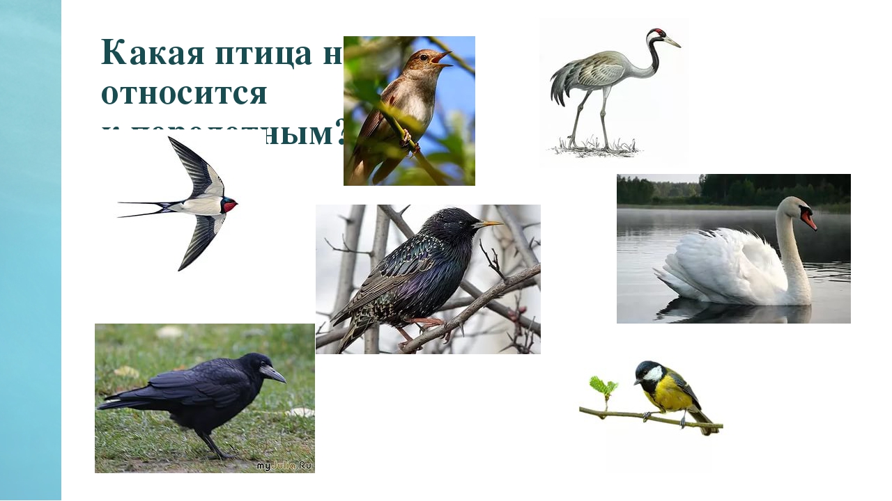 Презентация по окружающему миру на тему "Синичкин день" в средней группе