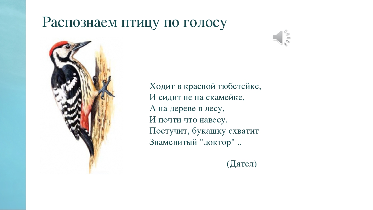 Презентация по окружающему миру на тему "Синичкин день" в средней группе
