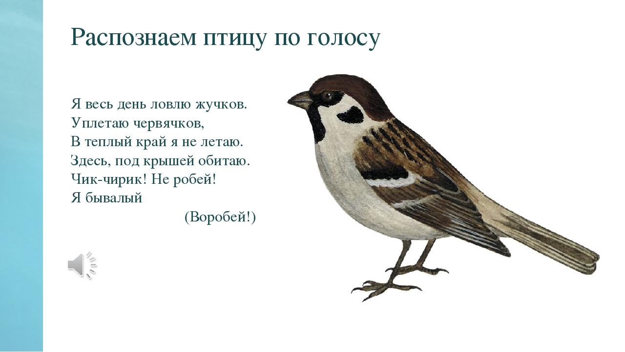 Песня чик чирик воробей. Чик-чирик! Не робей! Я Бывалый … (Воробей).. Распознавание птиц. Распознать птицу. Распознавание птиц по голосу.