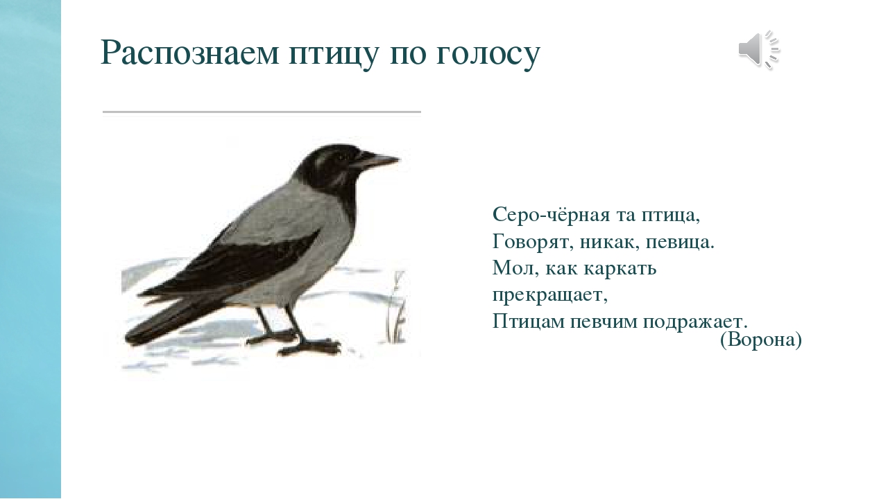 Презентация по окружающему миру на тему "Синичкин день" в средней группе