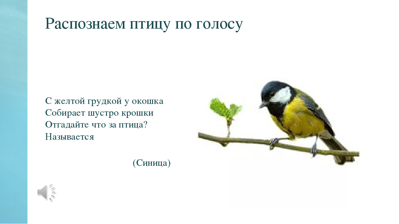 Презентация по окружающему миру на тему "Синичкин день" в средней группе