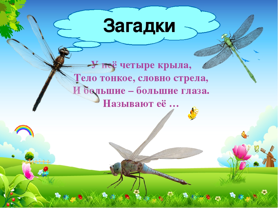 Презентация к НОД "В мире насекомых"