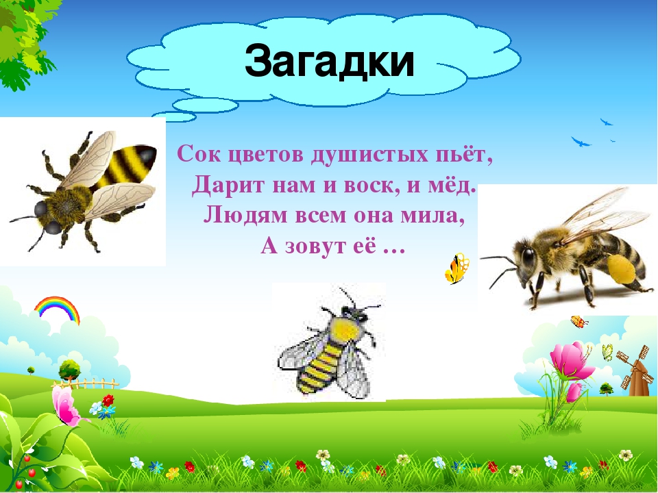 Презентация к НОД "В мире насекомых"