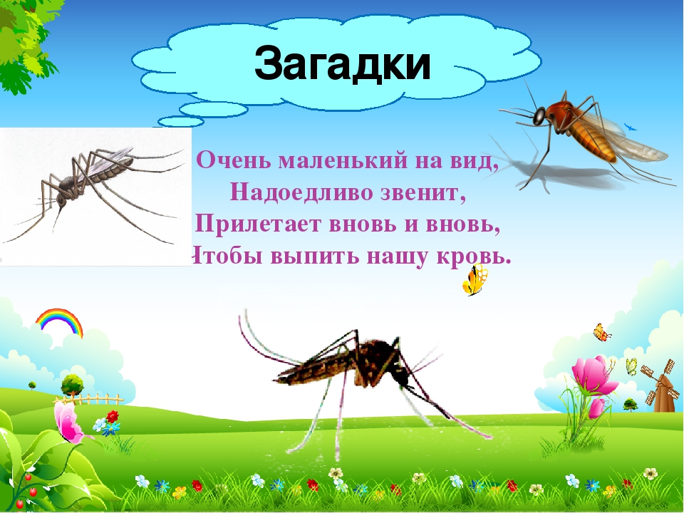 Презентация к НОД "В мире насекомых"