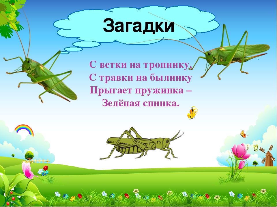 В мире насекомых презентация для дошкольников зеленая тропинка