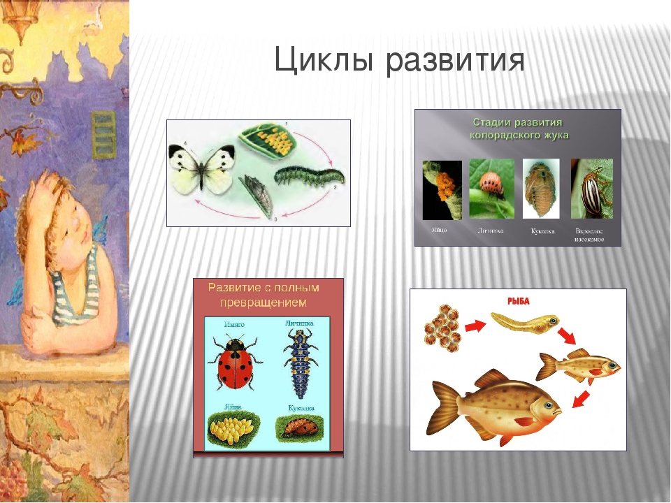 Проектная деятельность в средней группе "Что посеешь, то и пожнёшь"
