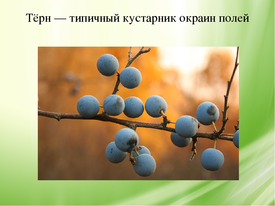 Белгородчина – мой край родной!