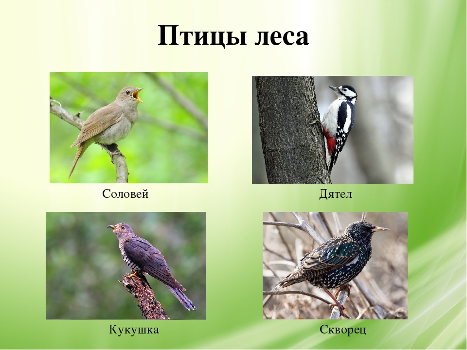 Белгородчина – мой край родной!