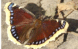 Shape5