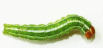 Shape9