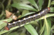 Shape12