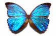 Shape14