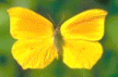 Shape17