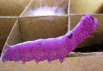 Shape21