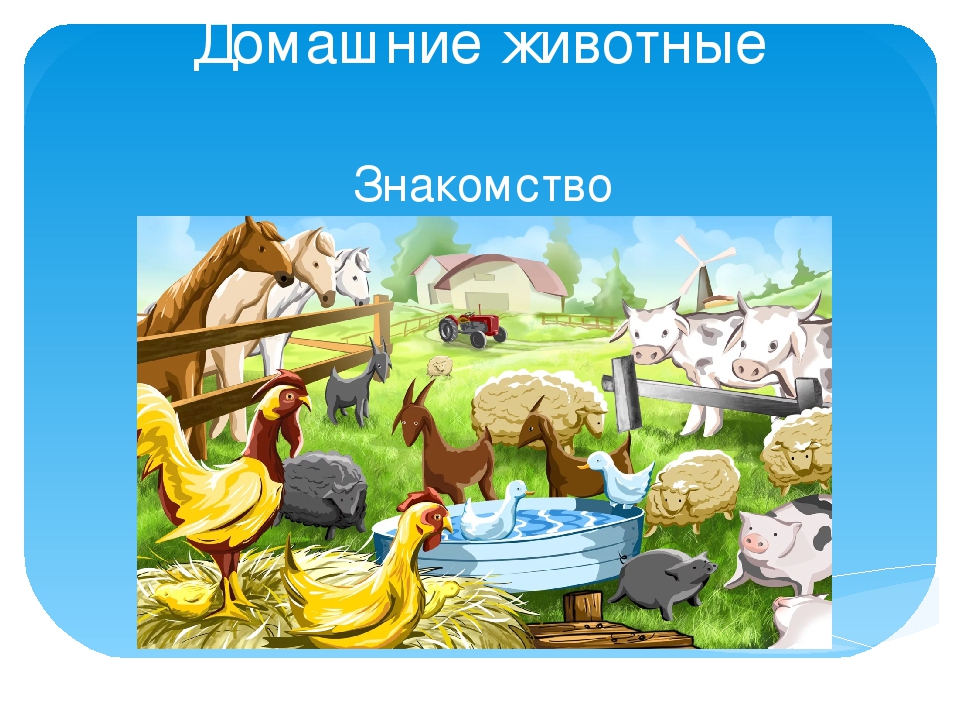 Презентация "О домашних животных"