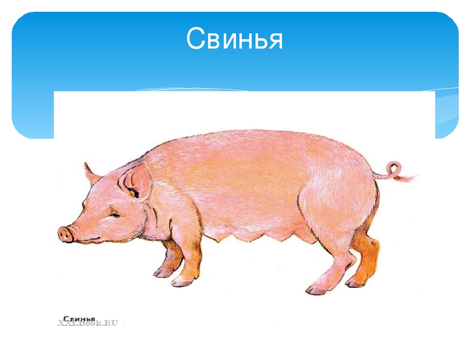 Презентация "О домашних животных"