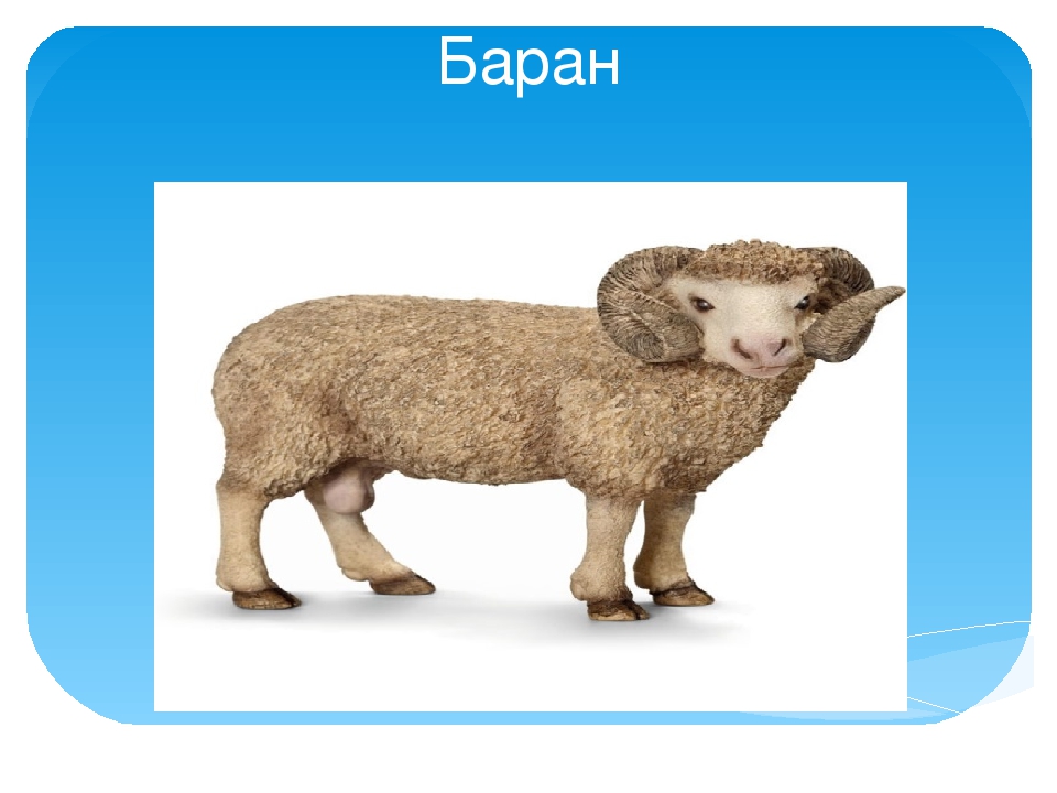 Презентация "О домашних животных"