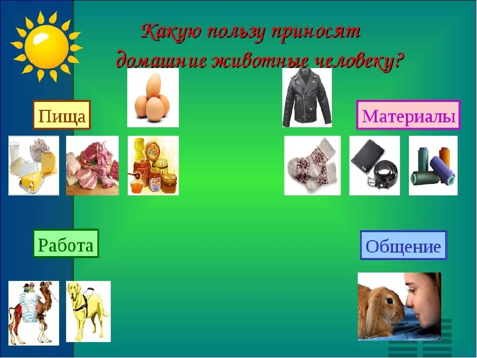 Презентация "О домашних животных"