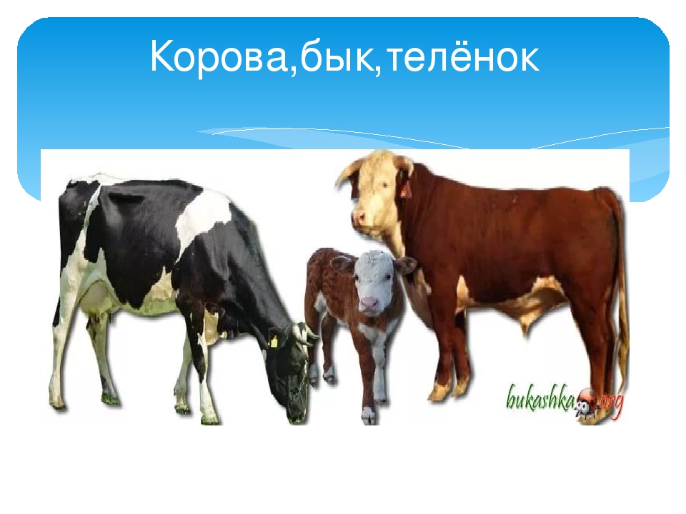 Презентация "Домашние животные и их детки"